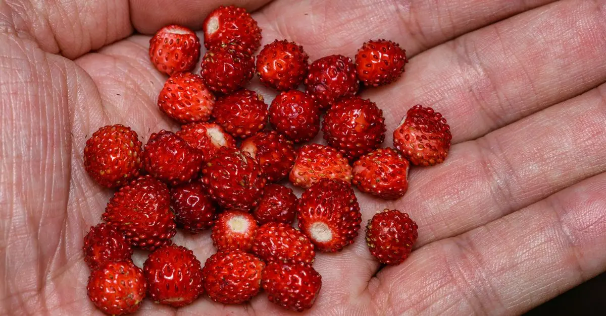 The Nurtritional Value of Common Foraged Foods