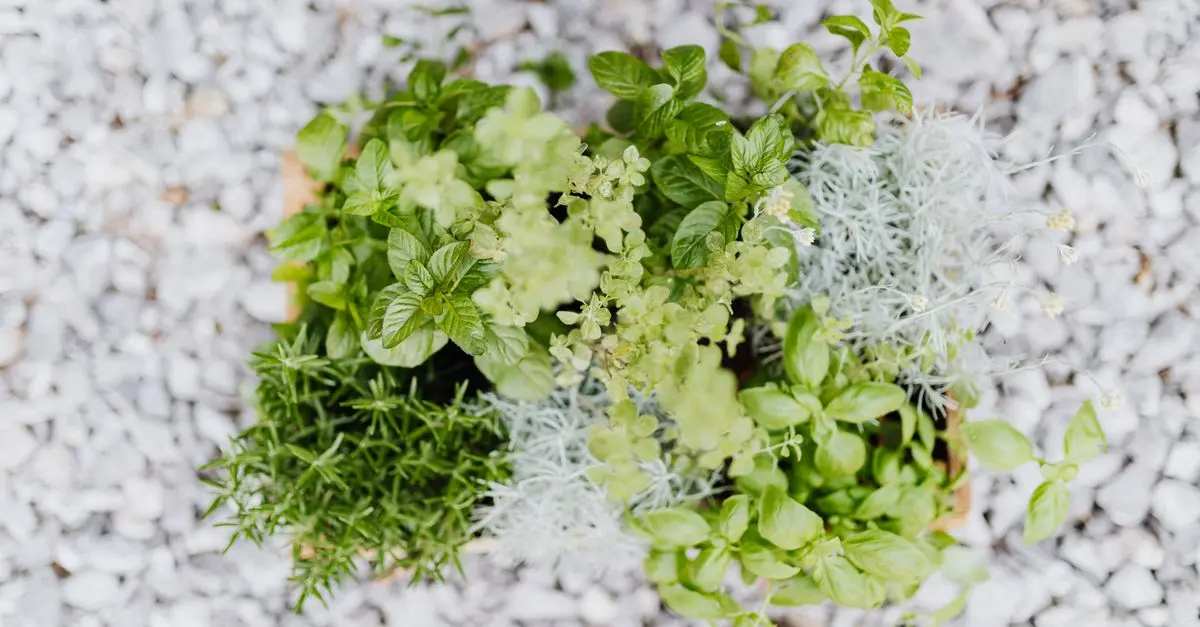 How to Start Your Own Herb Garden at Home