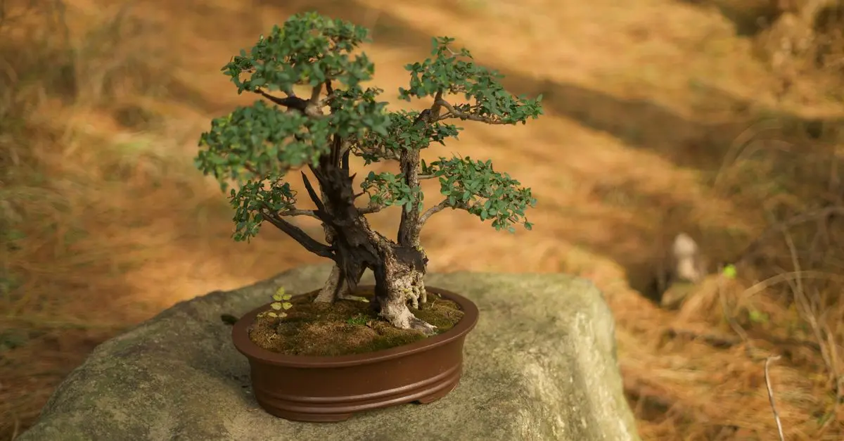 Exploring the Art of Bonsai: A Beginner's Guide